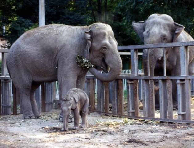 Тбилисскому зоопарку подарят новых животных